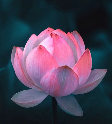 河花|The Lotus Flower in Chinese Culture and Feng Shui: Significance。